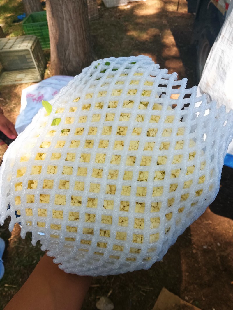 精品散花松花菜大量上市，品质保证，精选，量大从优，货源稳定