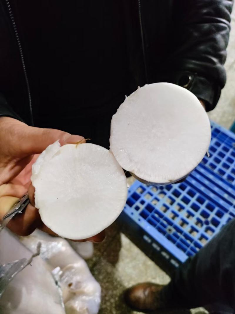 高山白萝卜大量供应，货源充足，保质保量，随行就市！