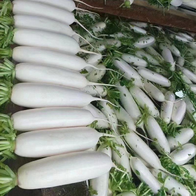 高山白萝卜大量供应，货源充足，保质保量，随行就市！