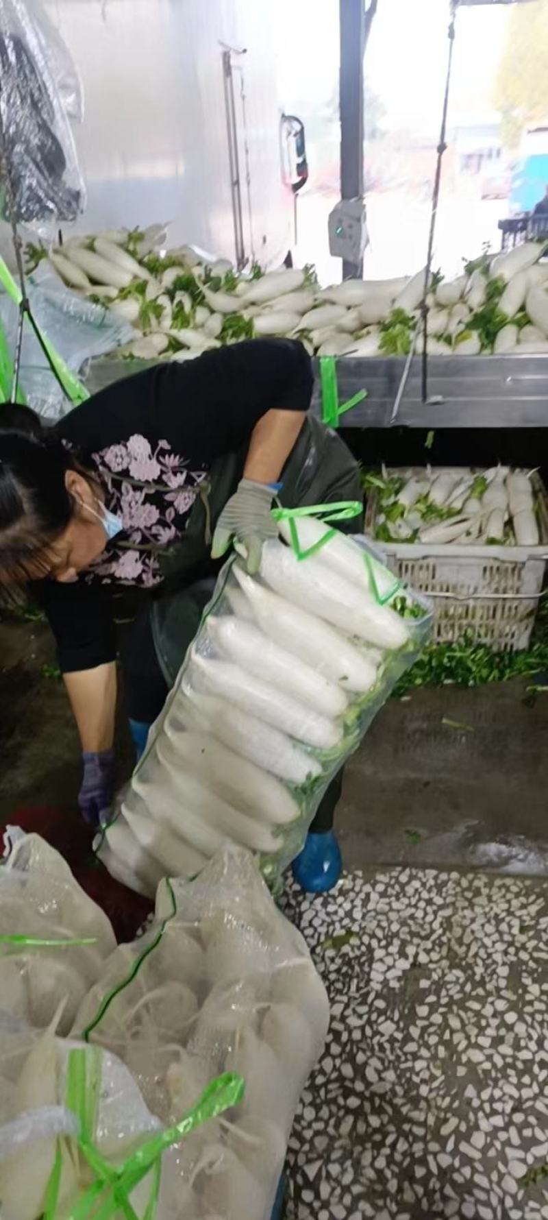 高山白萝卜大量供应，货源充足，保质保量，随行就市！