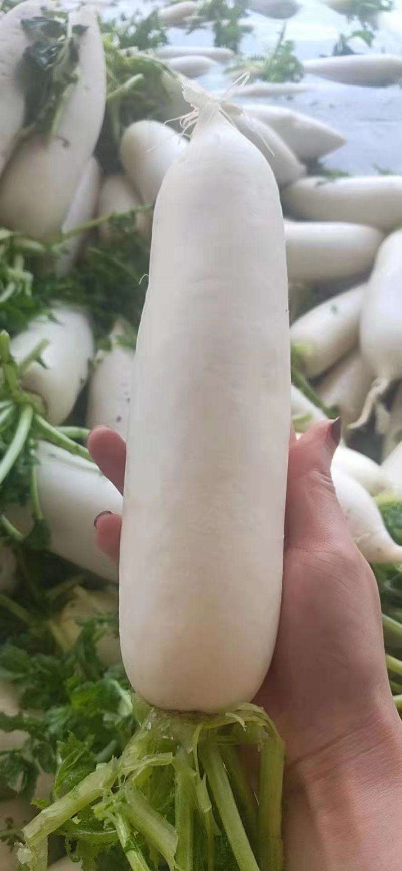 高山白萝卜大量供应，货源充足，保质保量，随行就市！