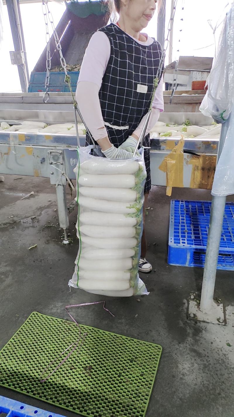 高山白萝卜大量供应，货源充足，保质保量，随行就市！