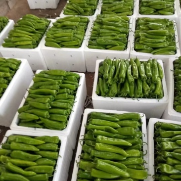 陕北辣大量上市中，欢迎全国各地的客商来采购
