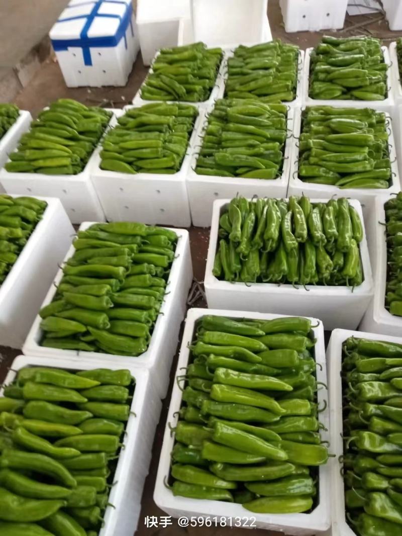 陕北辣大量上市中，欢迎全国各地的客商来采购