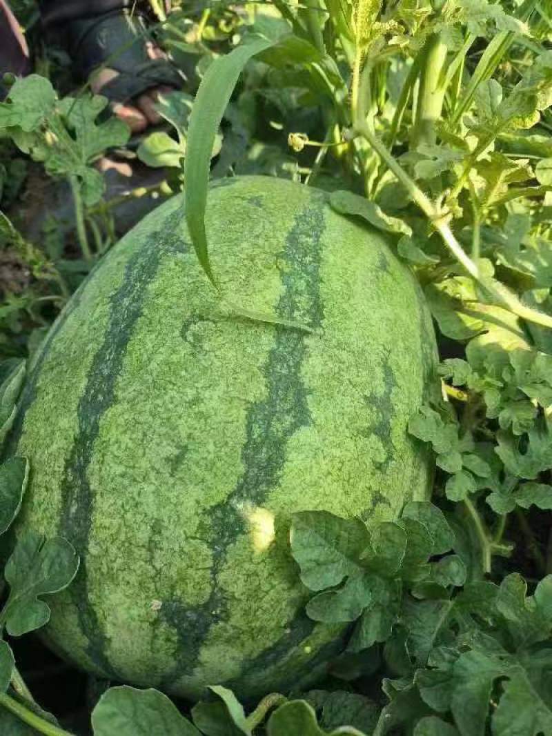 大量供应金花西瓜