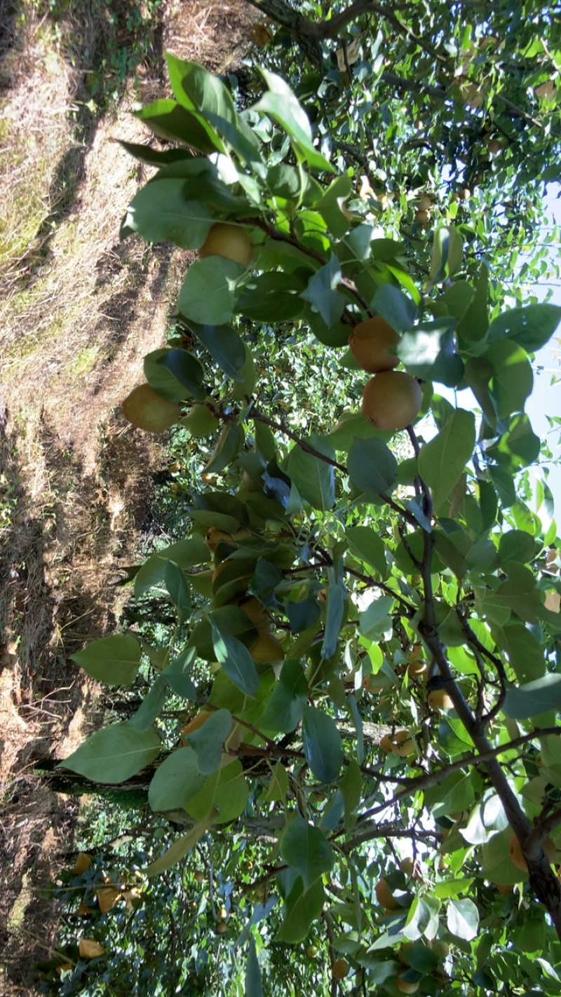黄花梨，灌阳黄花梨，场地大量有货几百万斤，欢迎老板来视察