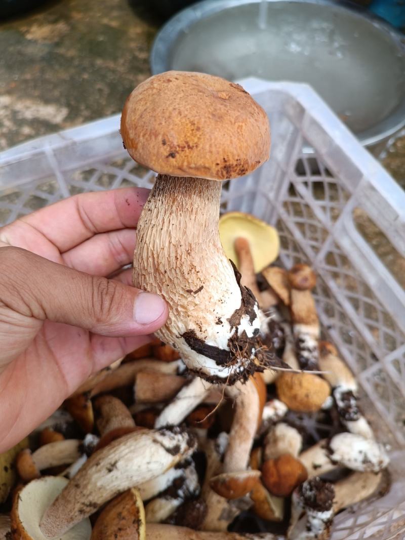 牛肝菌干货2023