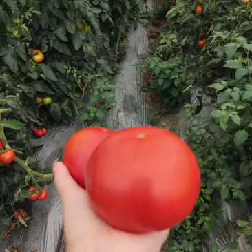成都本地蕃茄