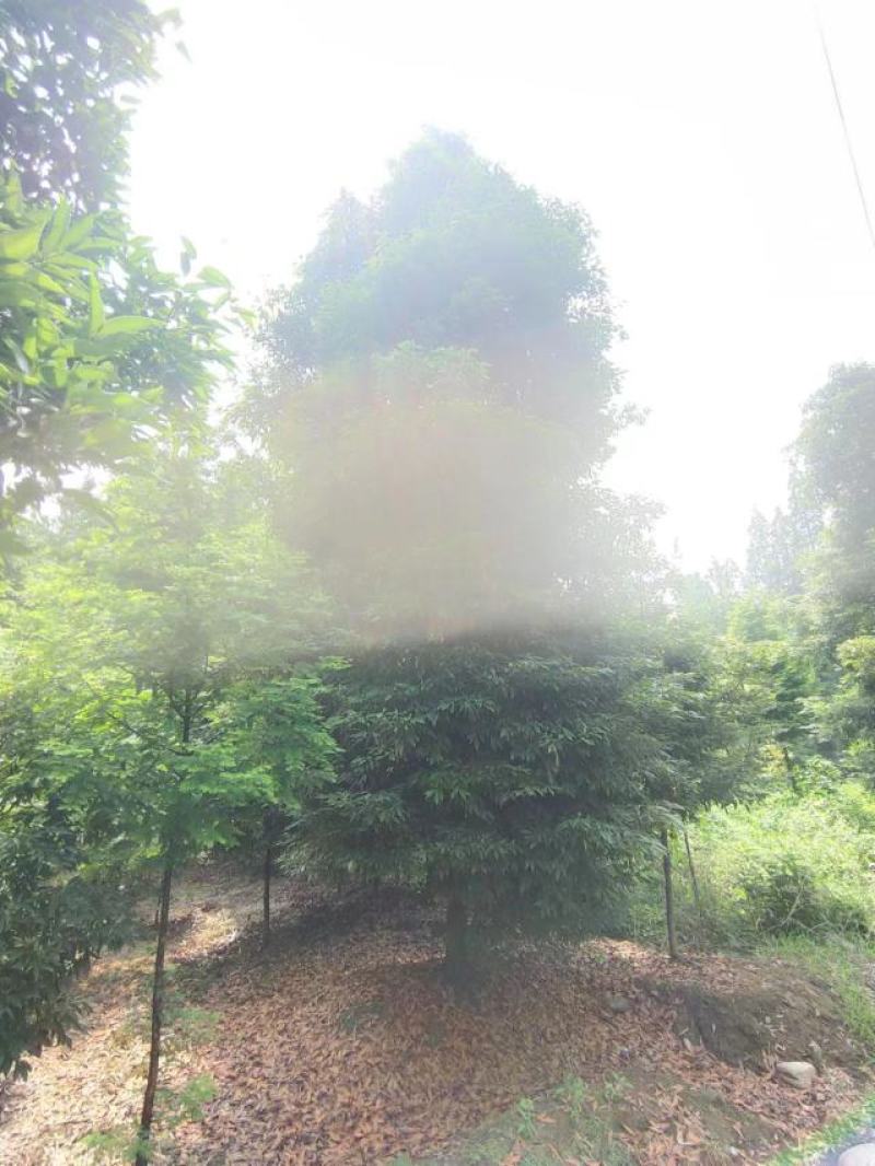桢楠