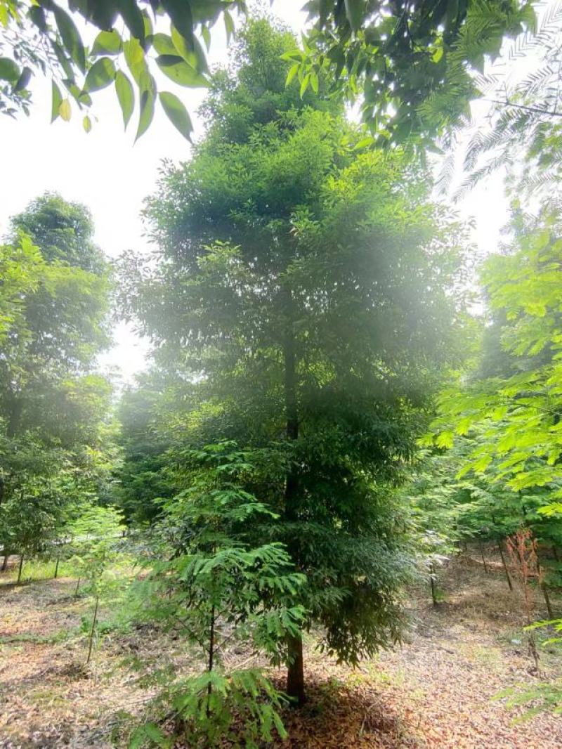 桢楠