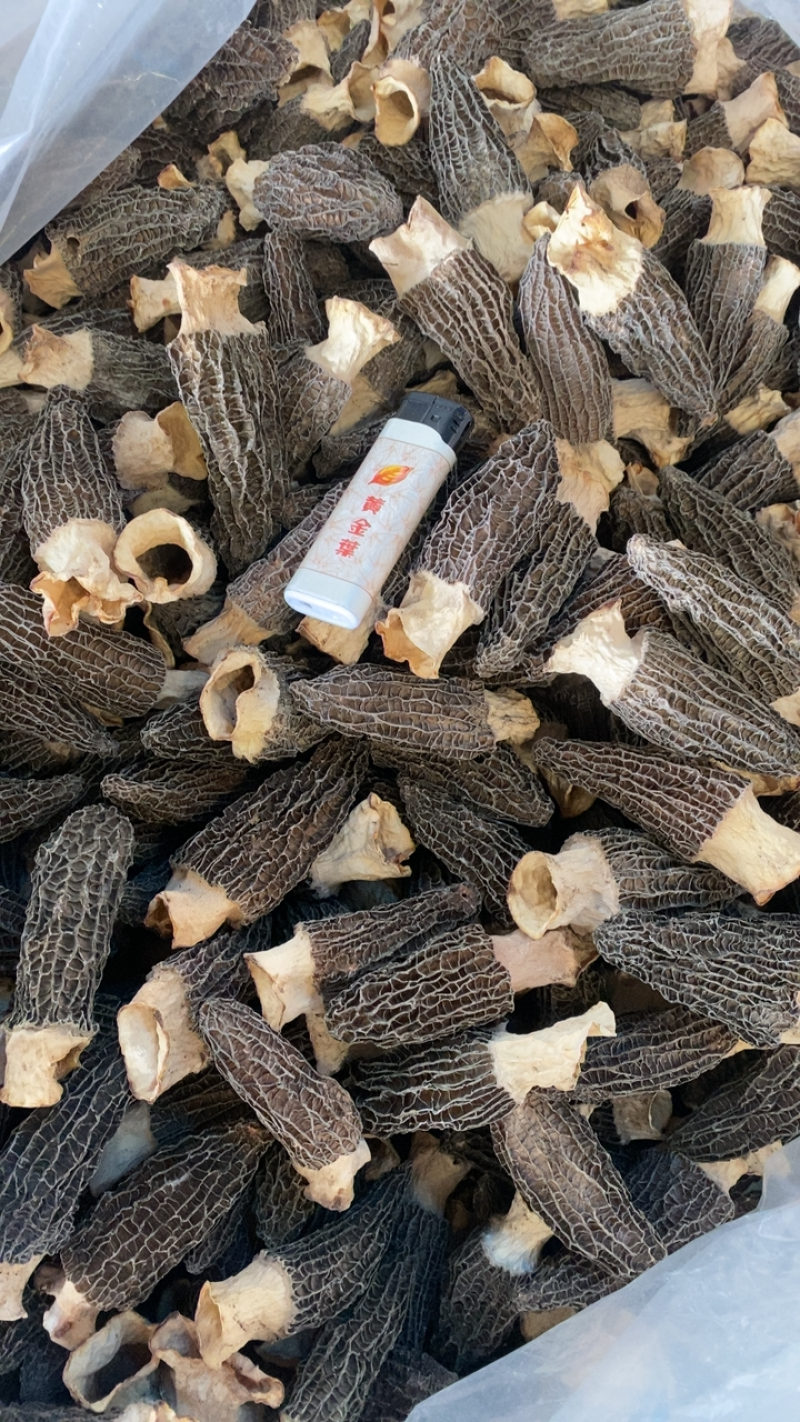 样肚菌