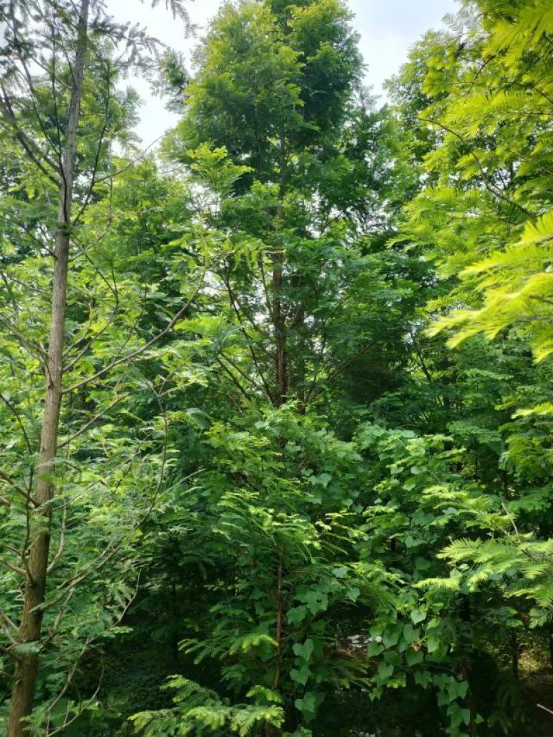 四川水杉品质保证诚信经营欢迎联系自家苗圃各规格都有