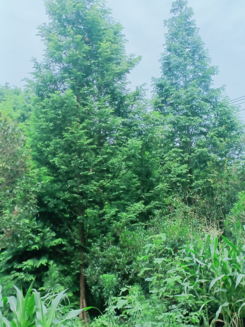四川水杉品质保证诚信经营欢迎联系自家苗圃各规格都有
