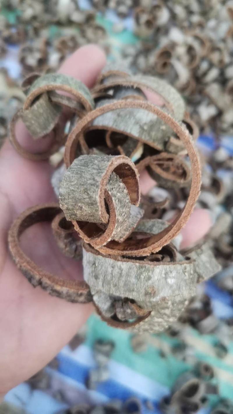 厚补皮皮丝