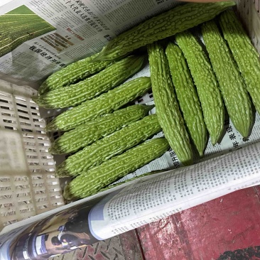 精品苦瓜