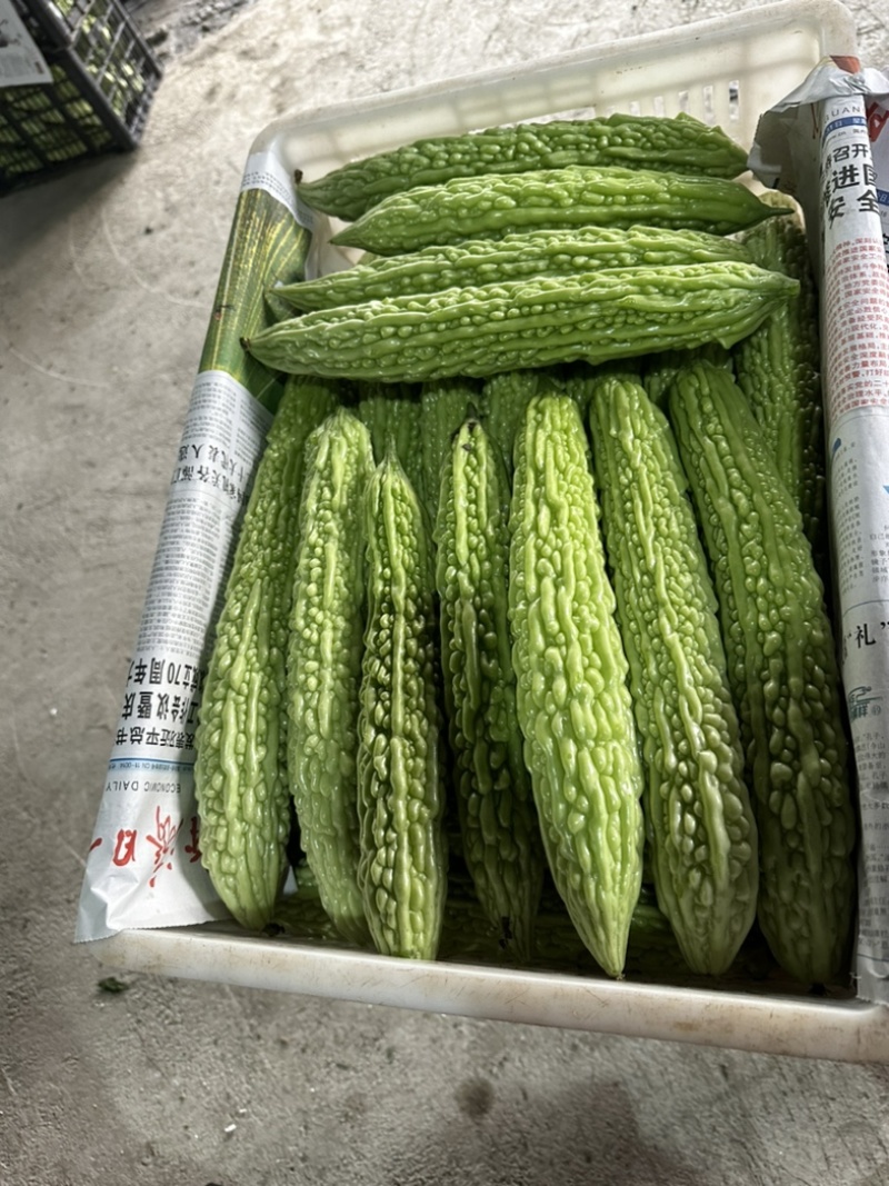 精品苦瓜