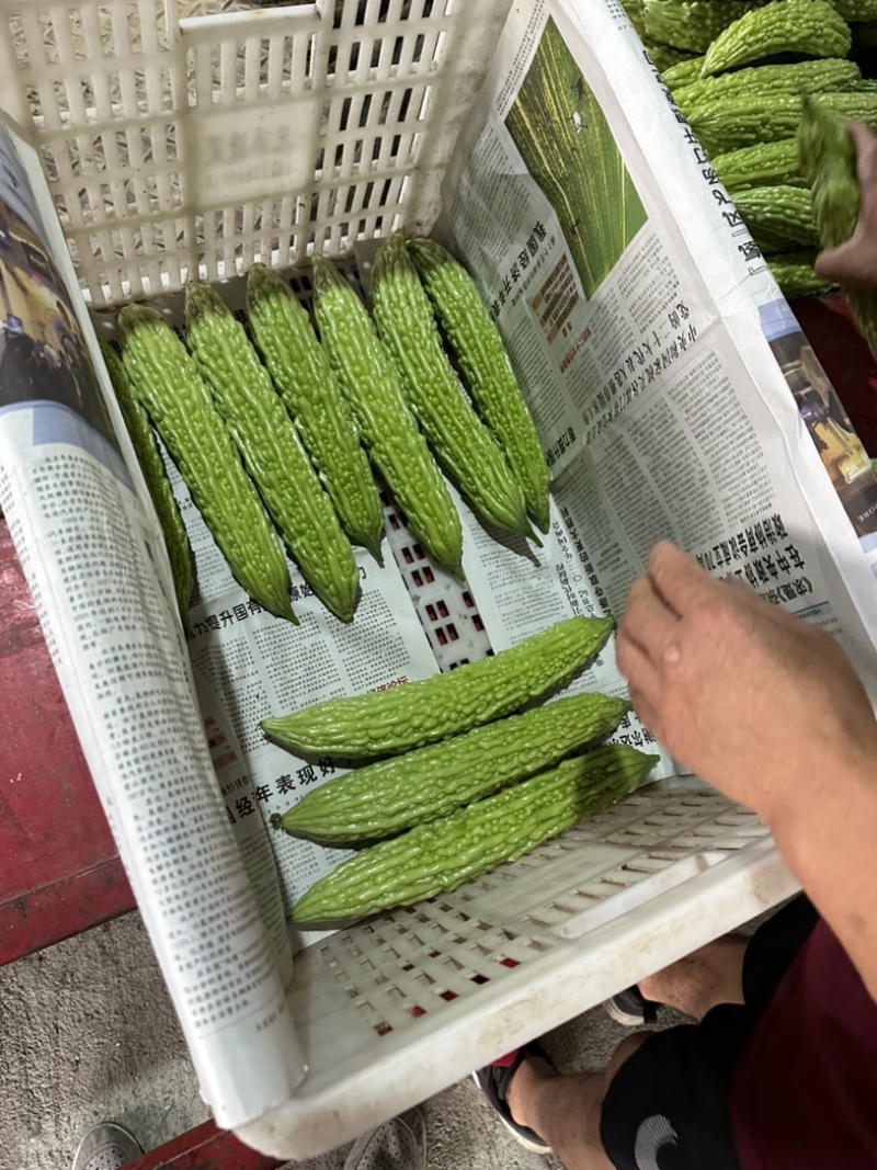 精品苦瓜
