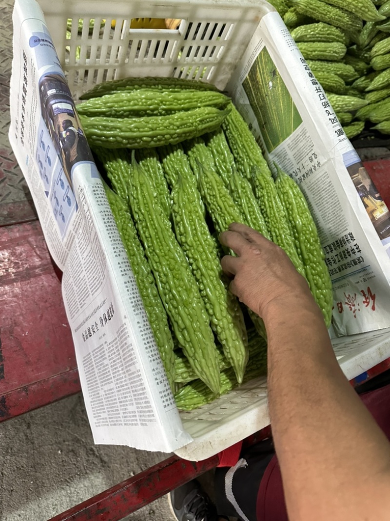 精品苦瓜