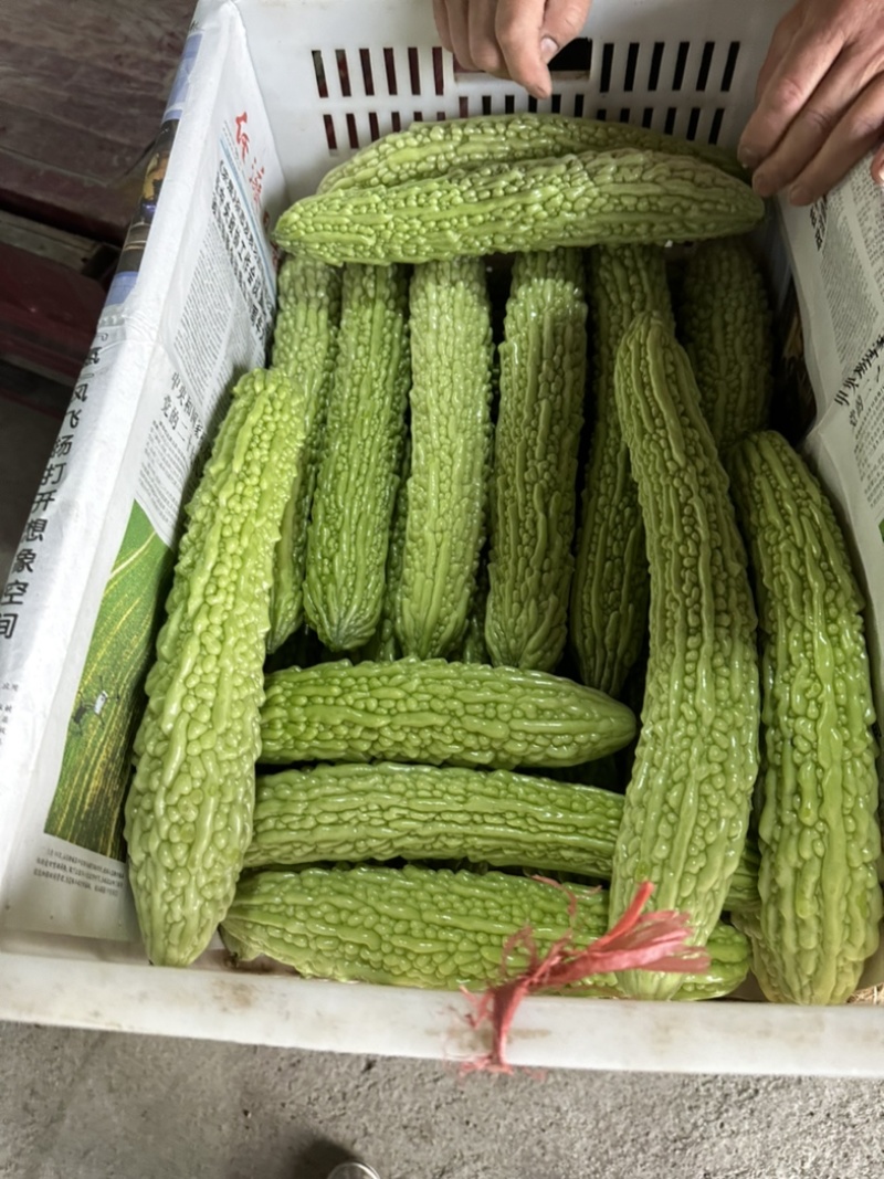 精品苦瓜