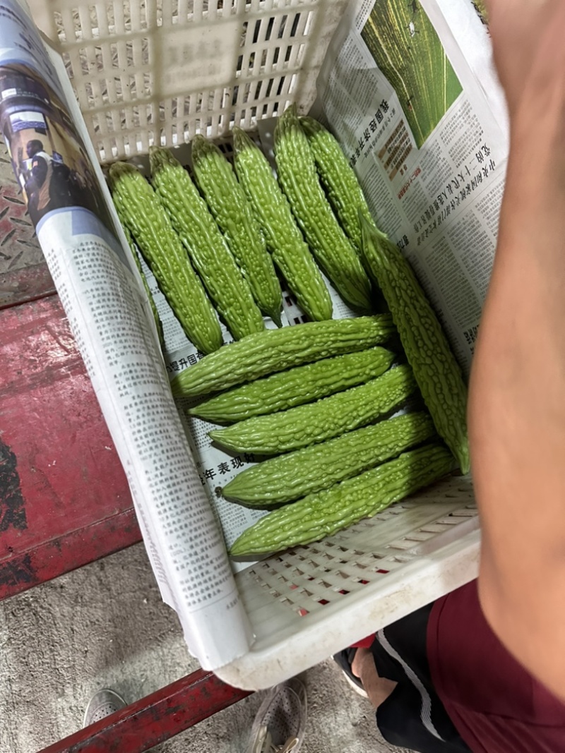 精品苦瓜