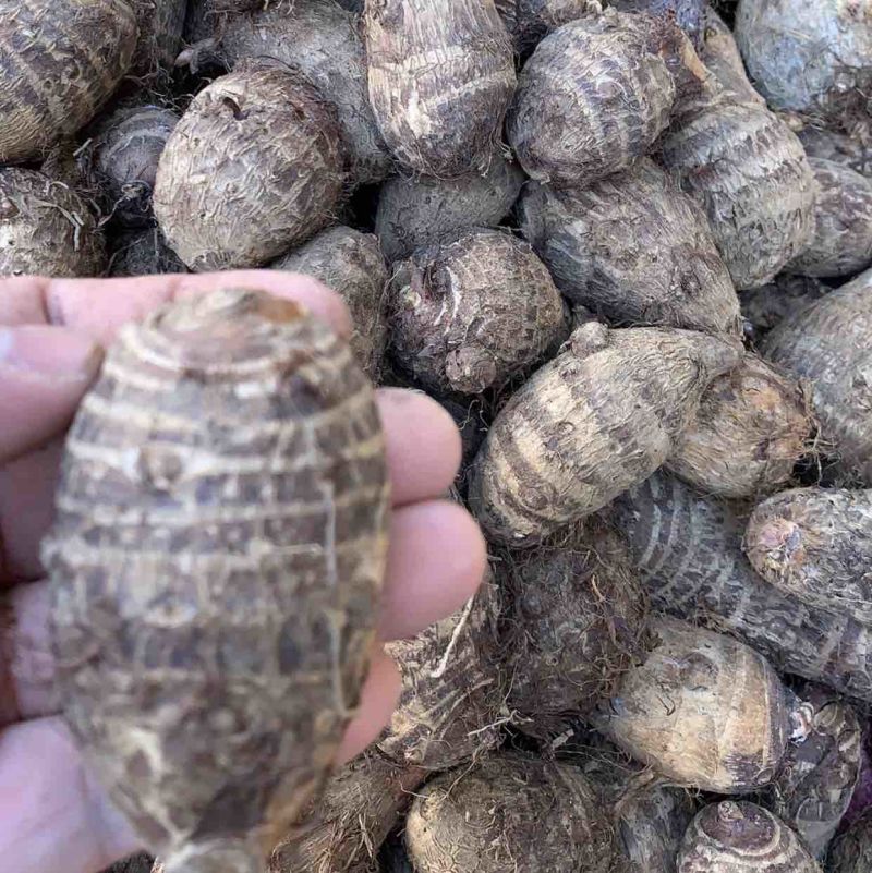 广西忻城红牙芋头