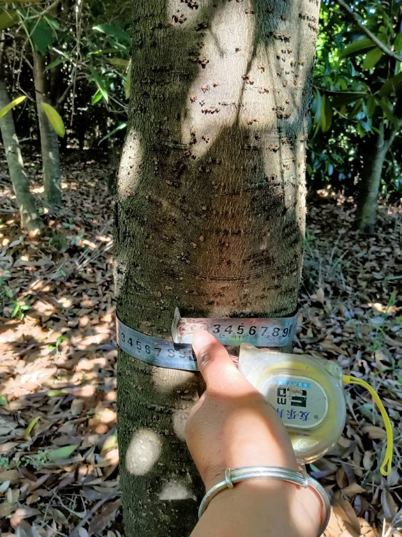 桂花树，产地直销，价格实惠，花香质好，欢迎老板来采购