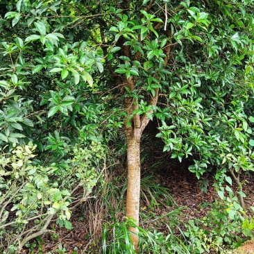 桂花树，产地直销，价格实惠，花香质好，欢迎老板来采购