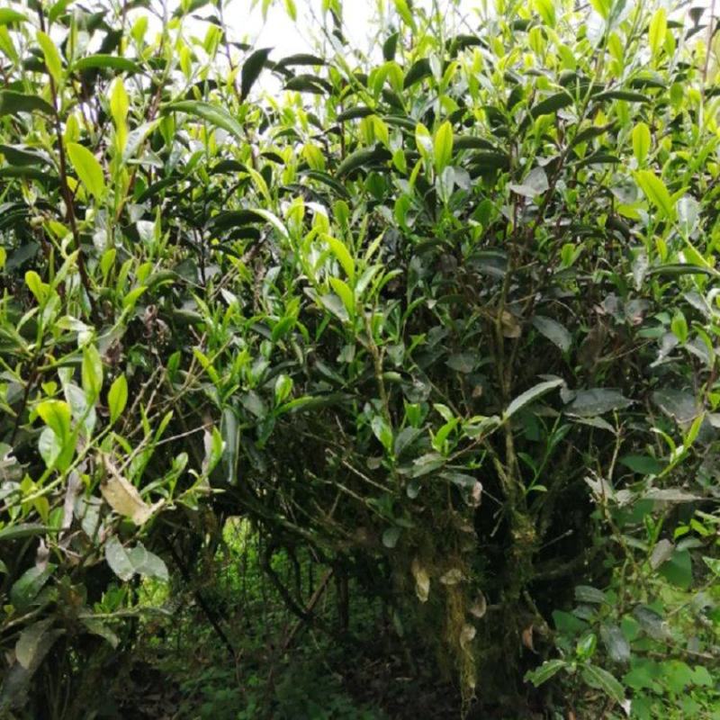 金牡丹白茶可定制茶饼包装散装礼盒装品种齐全