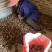 广西忻城红牙芋头