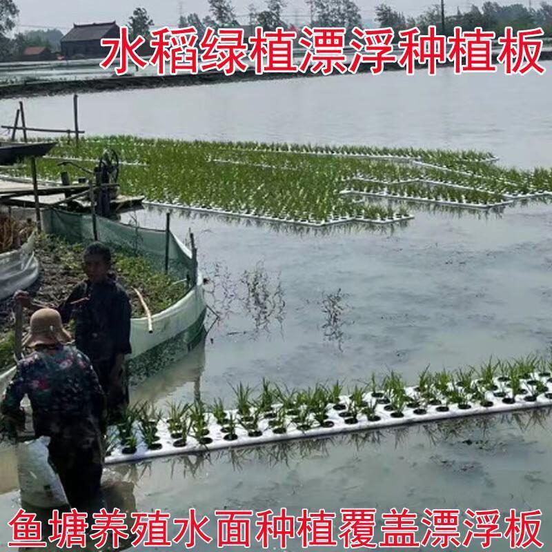 漂浮板蔬菜/水稻定植板水培绿化蔬菜设备鱼塘水面种植覆盖