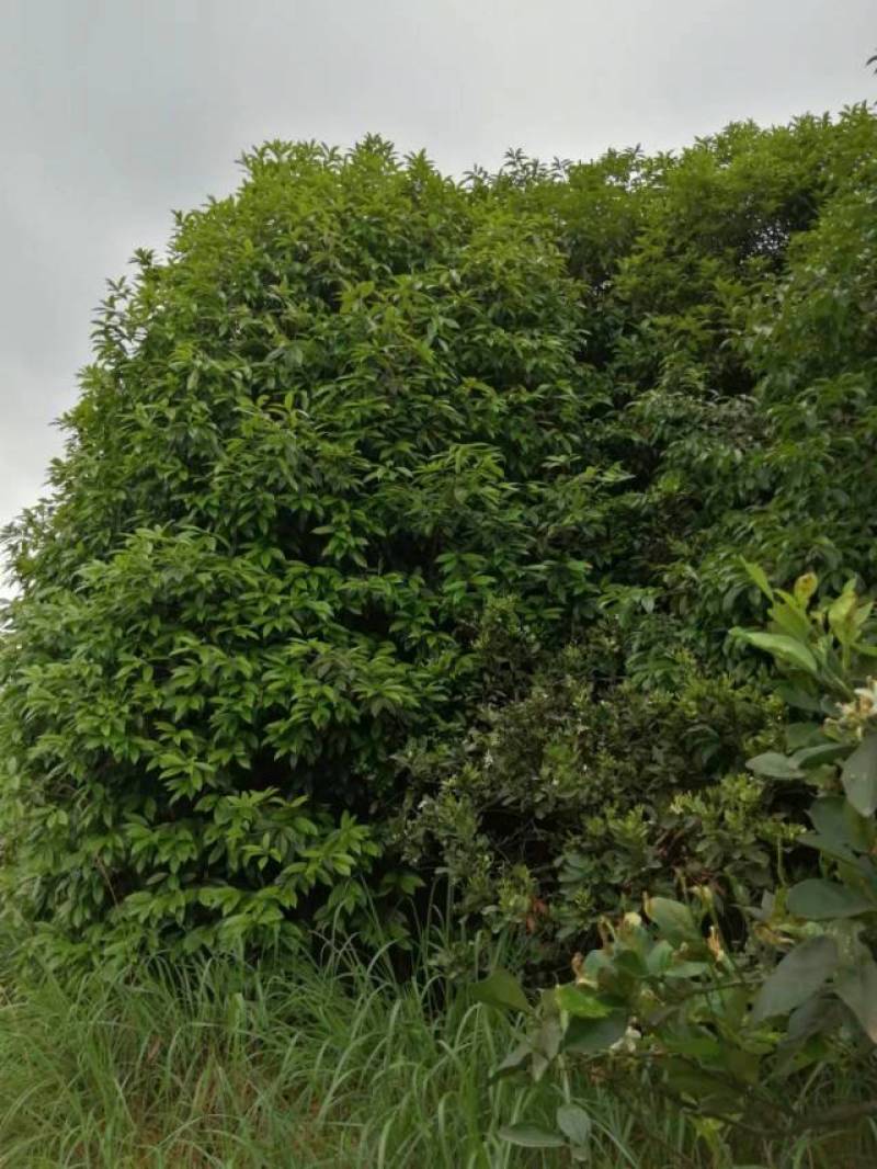 桂花树，产地直销，价格实惠，花香质好，欢迎老板来采购