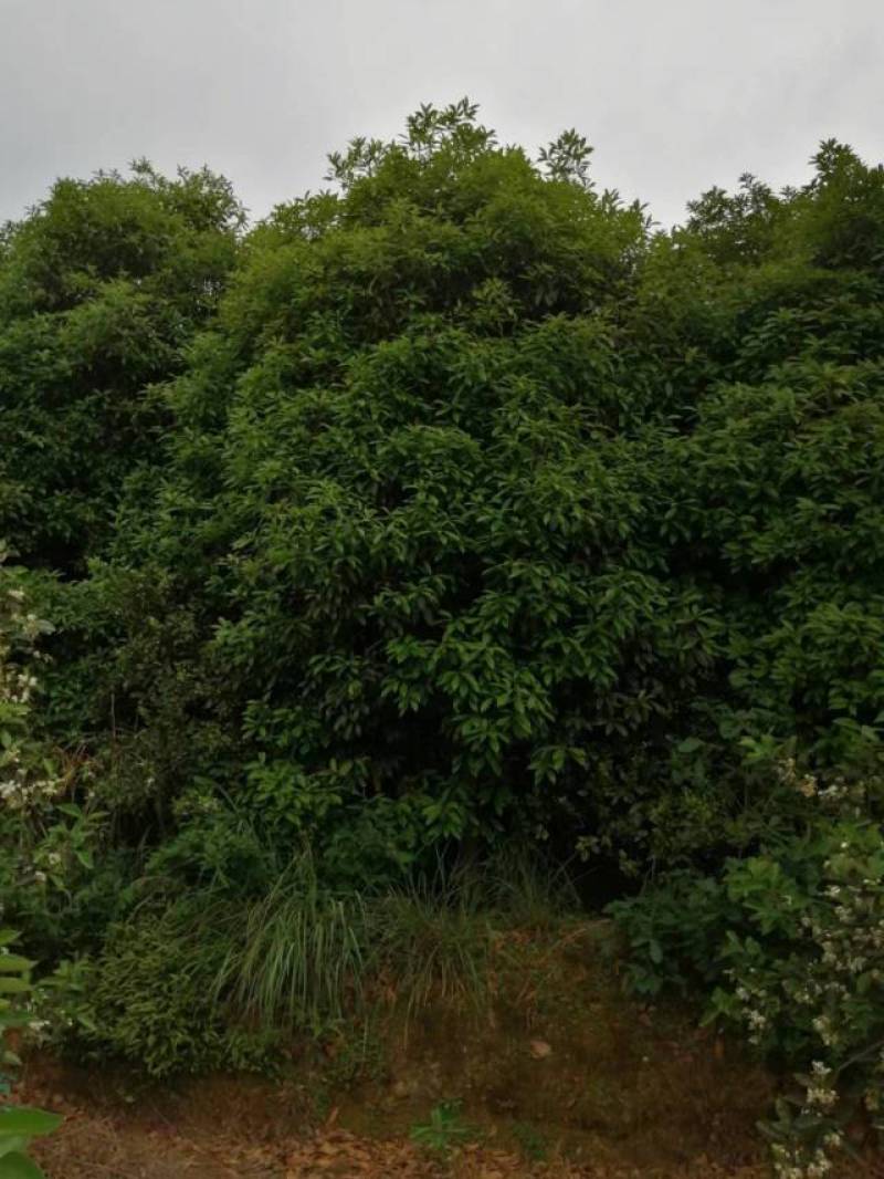 桂花树，产地直销，价格实惠，花香质好，欢迎老板来采购