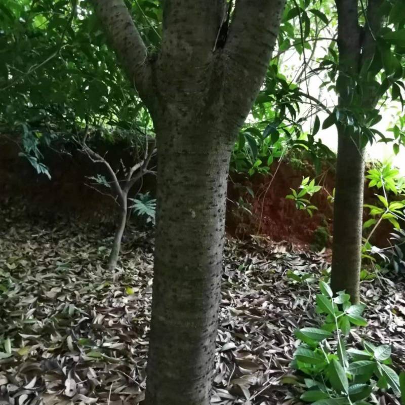 桂花树，产地直销，价格实惠，花香质好，欢迎老板来采购