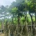 15/18分麻楝