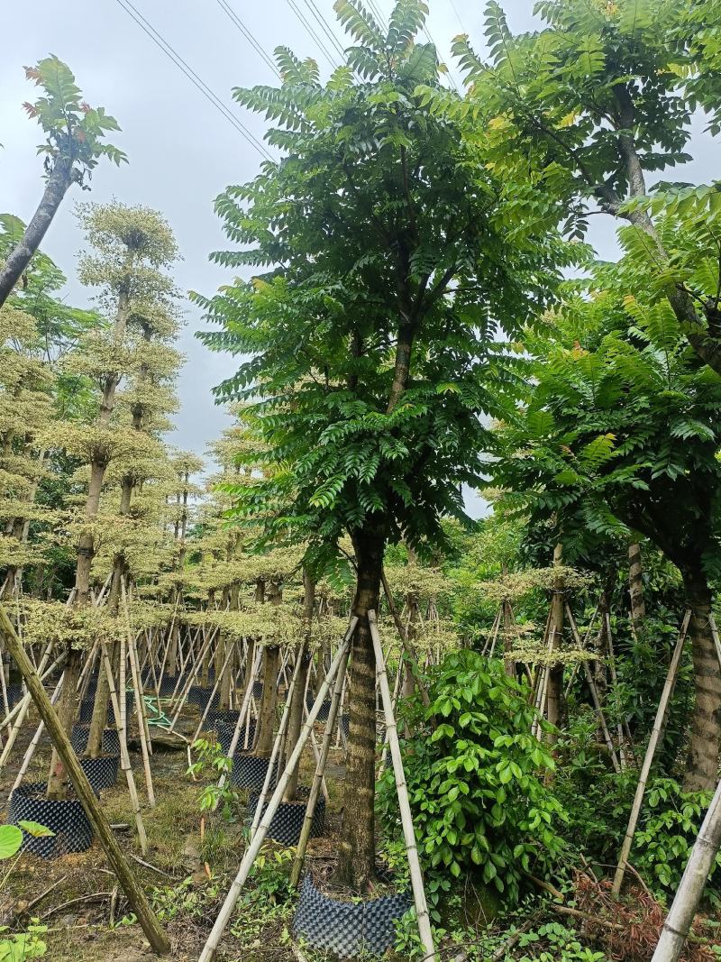 15/18分麻楝