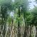 15/18分麻楝