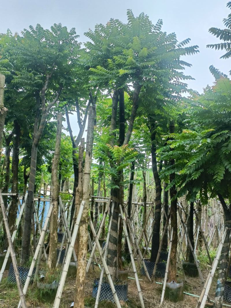 15/18分麻楝