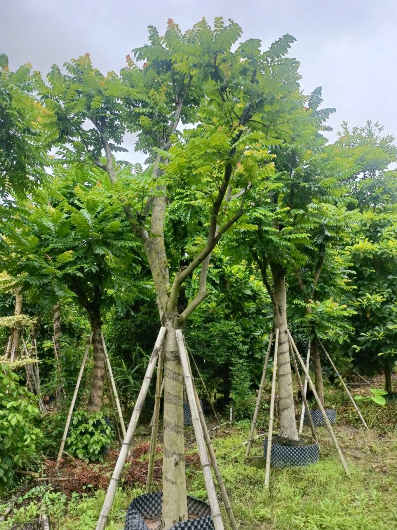 15/18分麻楝