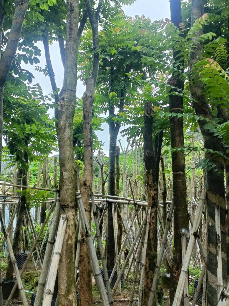 15/18分麻楝