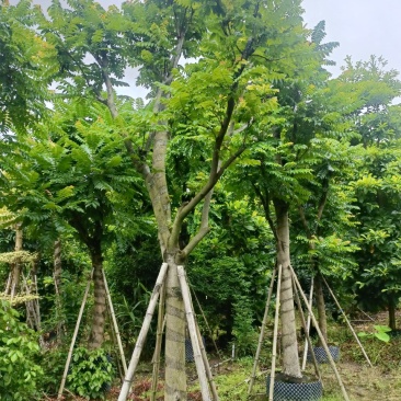 15/18分麻楝