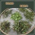 精品高山云雾绿茶新茶明前散装茶叶春茶浓香