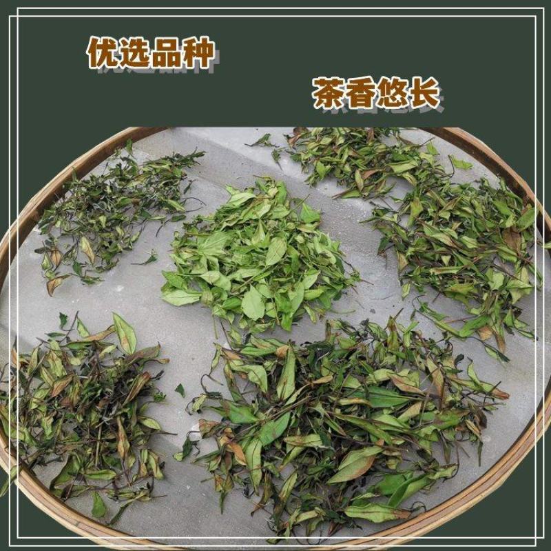 精品高山云雾绿茶新茶明前散装茶叶春茶浓香