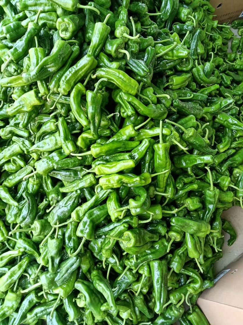 【优】河南夏邑薄皮大辣椒新鲜供应货量足有品质产地直发