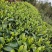 武夷大红袍茶叶批发散装岩茶市场新茶浓香型肉桂老枞水仙