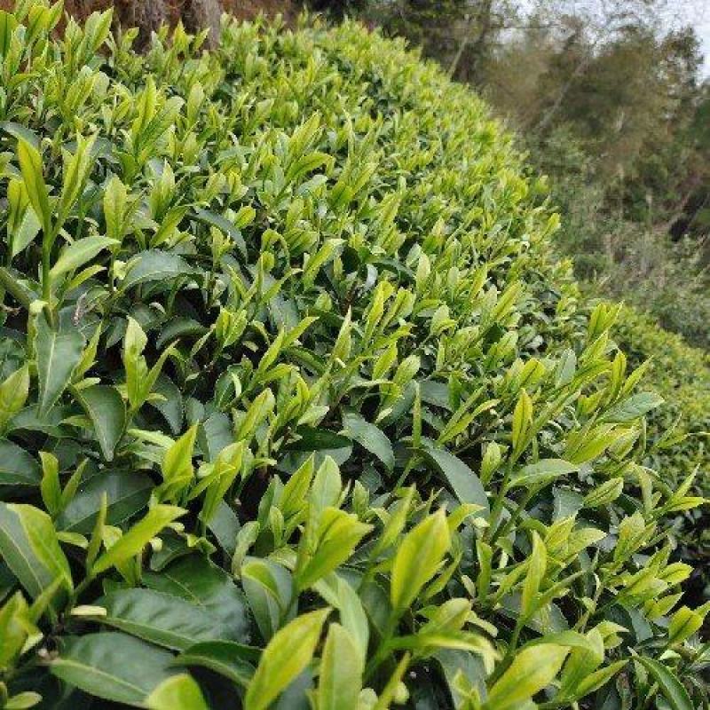 武夷大红袍茶叶批发散装岩茶市场新茶浓香型肉桂老枞水仙
