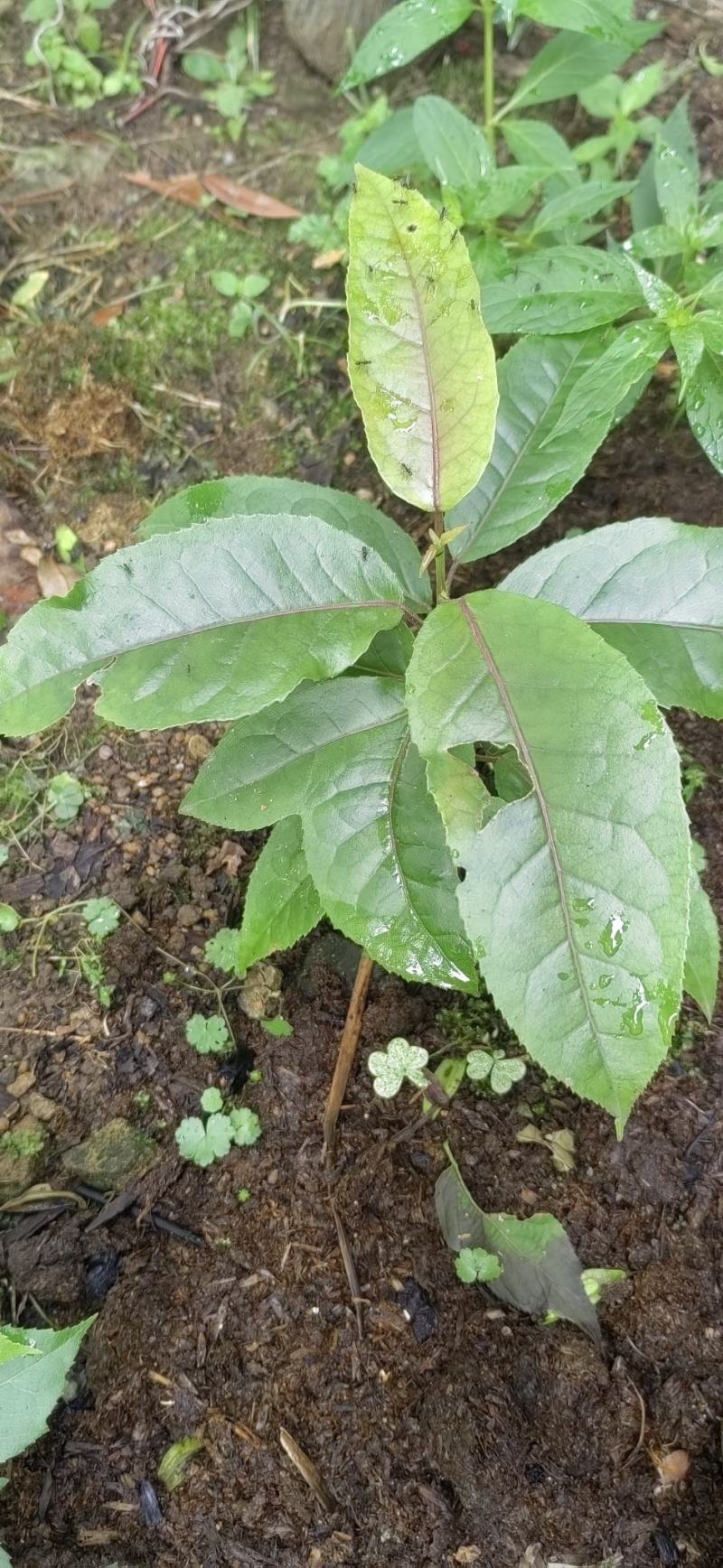 半枫荷杯苗