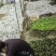 半枫荷杯苗
