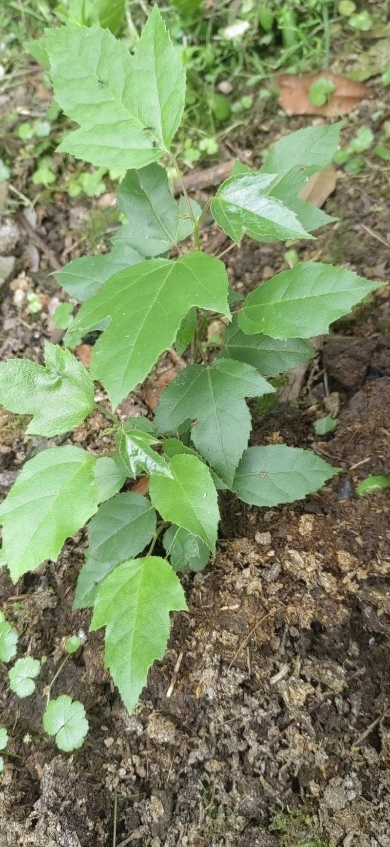 半枫荷杯苗