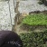 半枫荷杯苗