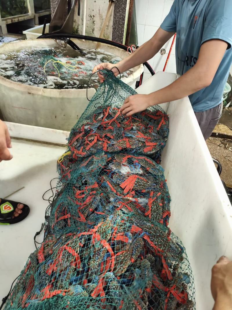 花蟹量大从优